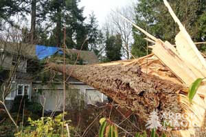 Emergency-Tree-Removal-Pic-300200