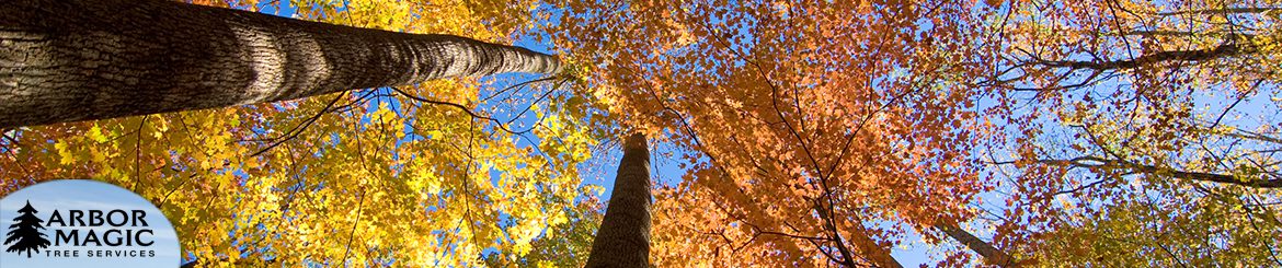 Commercial Tree Care Services