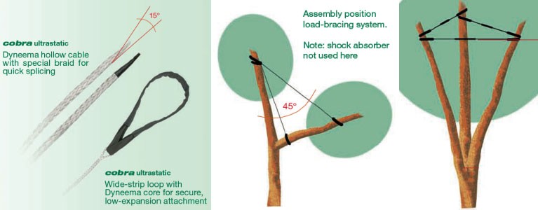 Tree Straightening: Cabling & Bracing Tree Protection