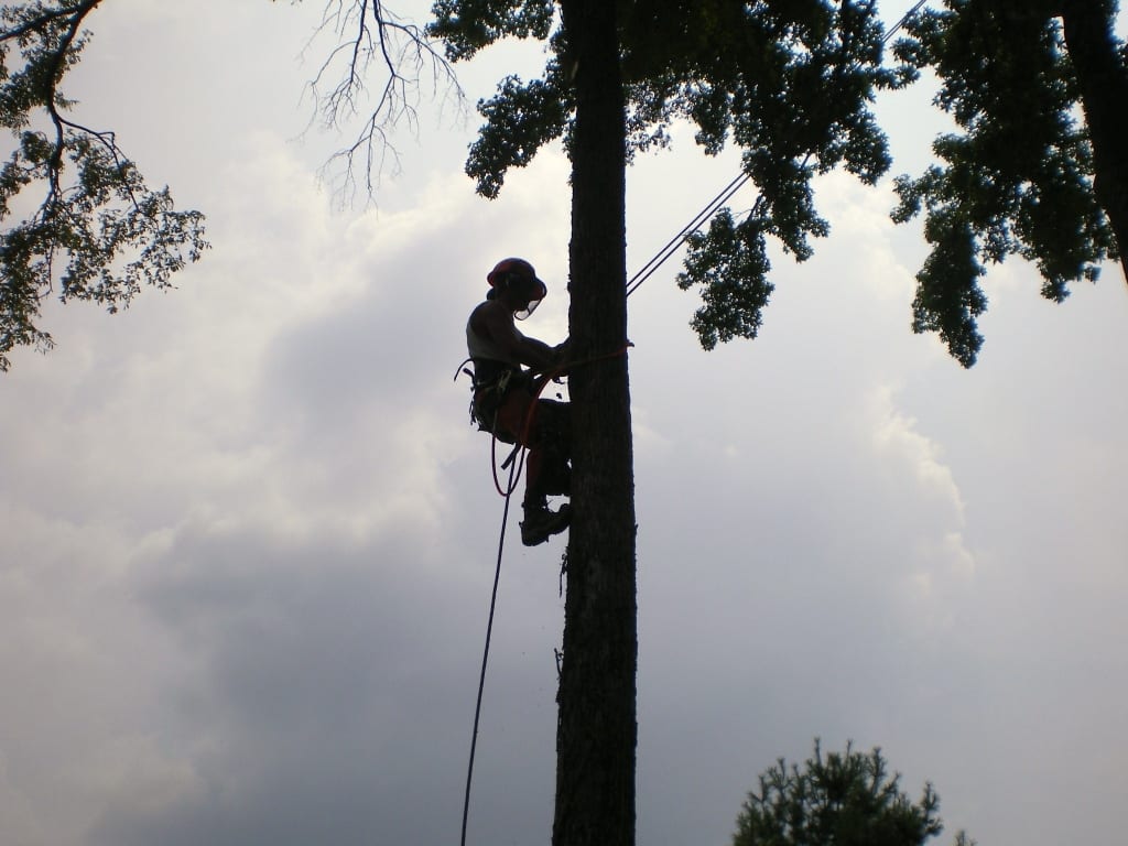 Are You Hiring the Right Arborists?