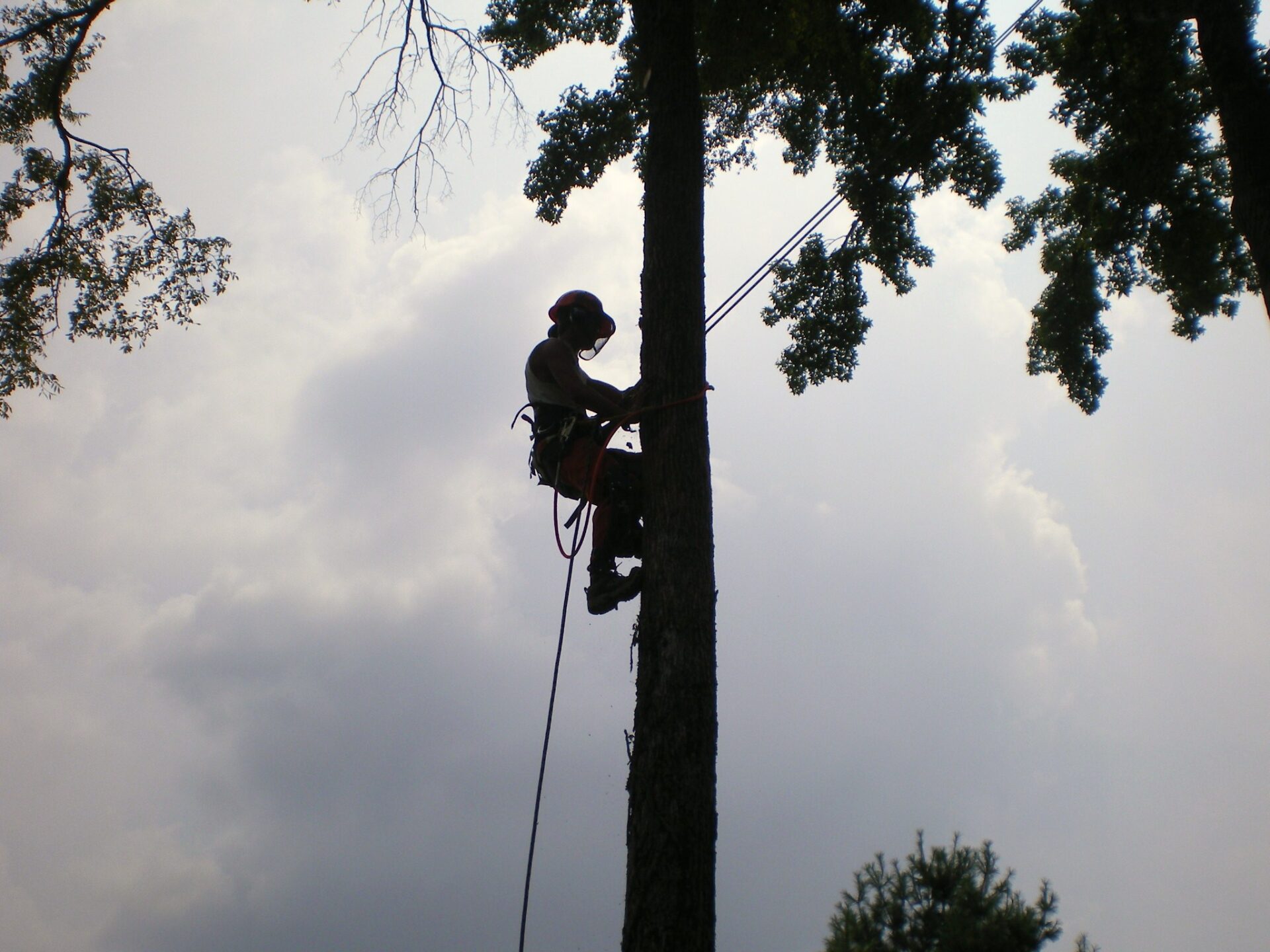 Guidelines for Hiring an Arborist