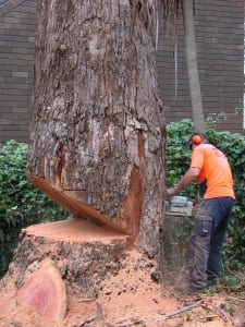 tree-cutting-notches