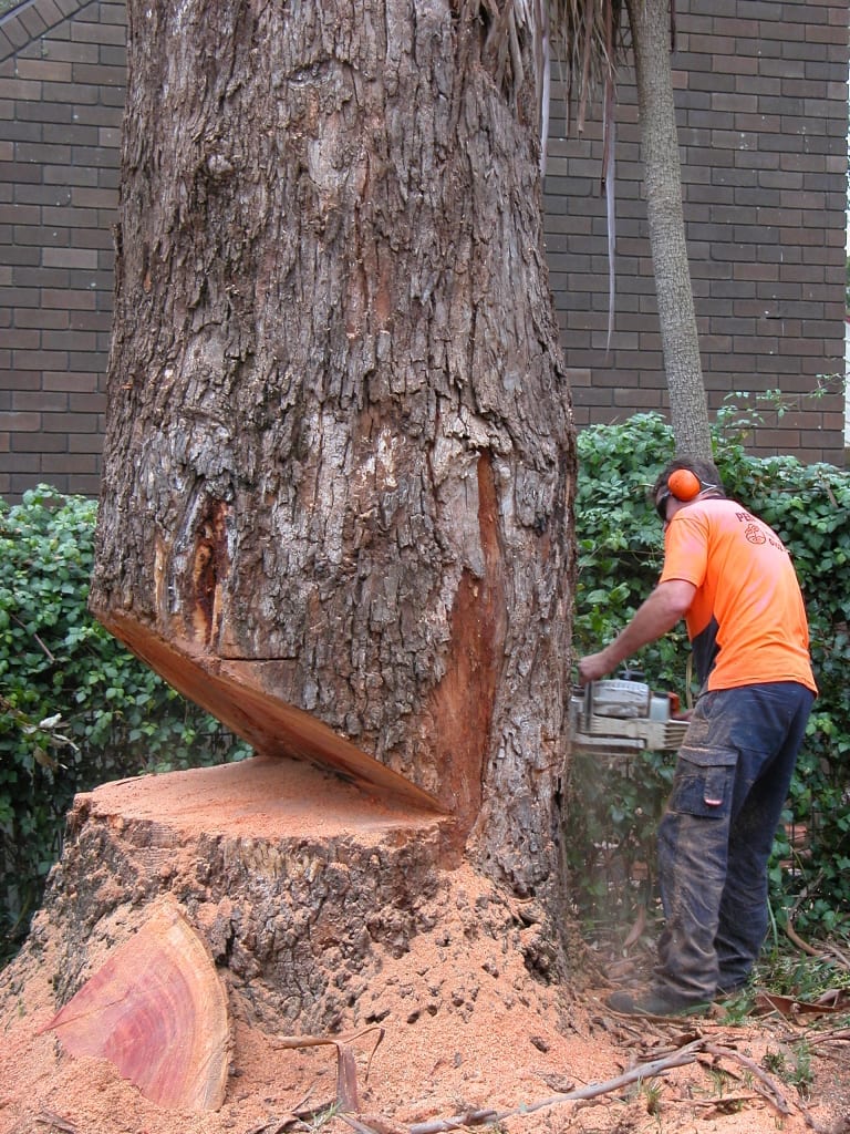 Tree Cutting Notches l Tree Removal, Trimming & Cutting Service l ...