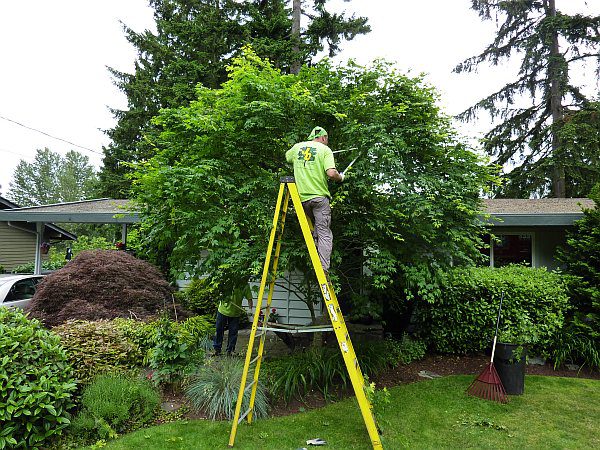 The Benefits Of Tree Trimming On Your Property