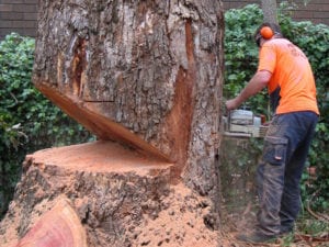 tree-cutting-notches-600x450